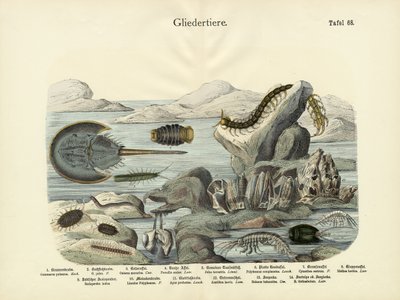 Arthropods by German School